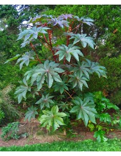 1 Castor bean tree -... 2