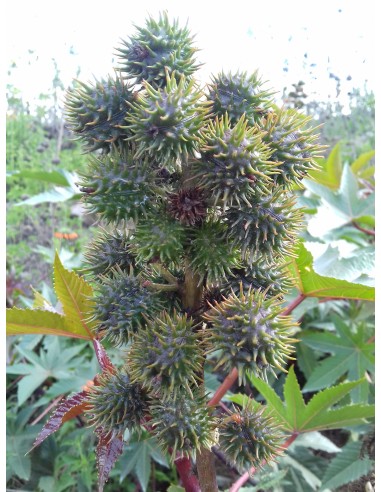 1 Castor bean tree - Ricinnus comunnis ricino,...