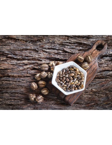 1 Castor bean tree - Ricinnus comunnis ricino,...