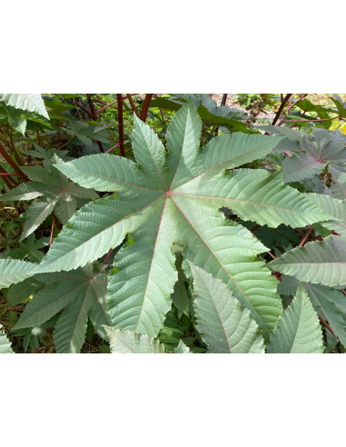 1 Castor bean tree - Ricinnus comunnis ricino,...