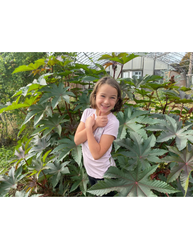 1 Castor bean tree - Ricinnus comunnis ricino,...