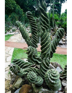 1 Cactus Espiral- 40 cms....