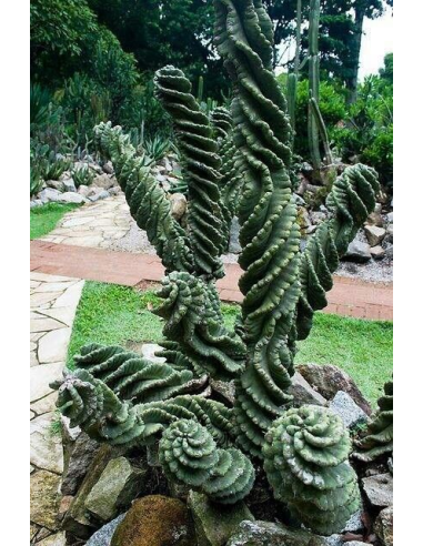 1 Cactus Espiral- 40 cms. Cereus foarbesii spiralis - Venta de cactus en Veracruz - Vivero certificado UMA