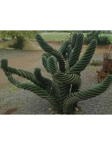 1 Cactus Espiral- 40 cms. Cereus foarbesii...