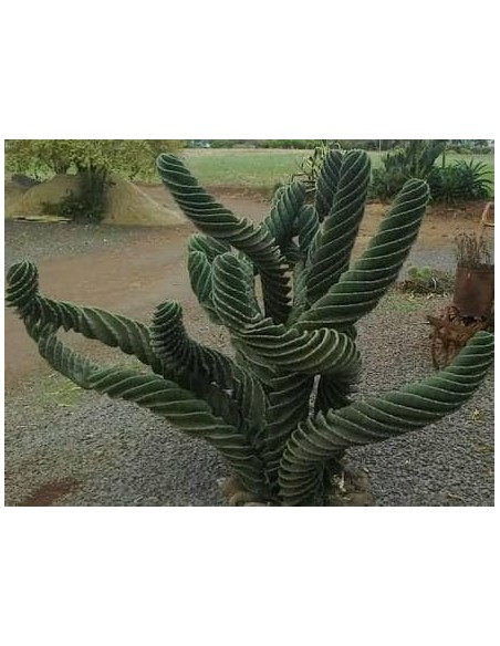 1 Cactus Espiral- 40 cms. Cereus foarbesii spiralis - Venta de cactus en Veracruz - Vivero certificado UMA