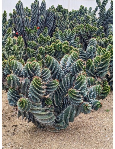 1 Spiral Cactus- 40 cms. Cereus foarbesii...