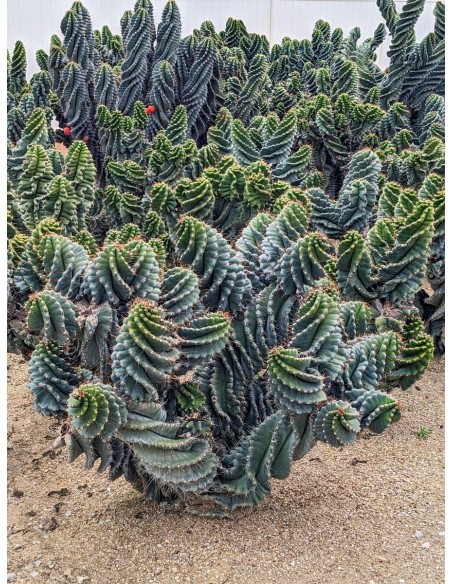 1 Cactus Espiral- 40 cms. Cereus foarbesii spiralis - Venta de cactus en Veracruz - Vivero certificado UMA