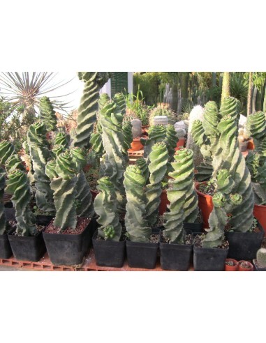 1 Spiral Cactus- 40 cms. Cereus foarbesii...