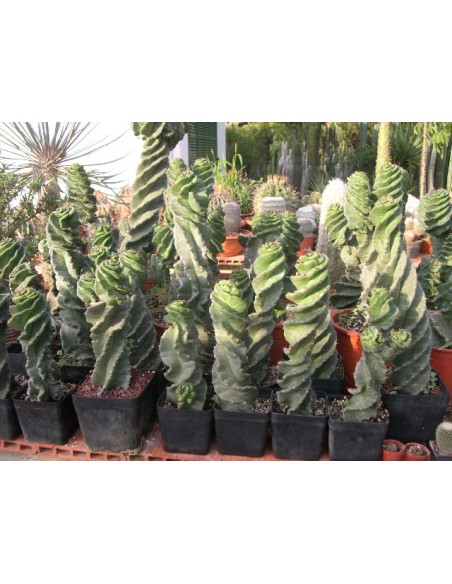 1 Cactus Espiral- 40 cms. Cereus foarbesii spiralis - Venta de cactus en Veracruz - Vivero certificado UMA