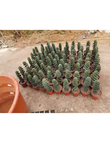 1 Spiral Cactus- 40 cms. Cereus foarbesii...