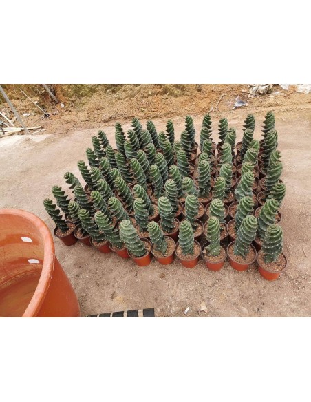 1 Cactus Espiral- 40 cms. Cereus foarbesii spiralis - Venta de cactus en Veracruz - Vivero certificado UMA