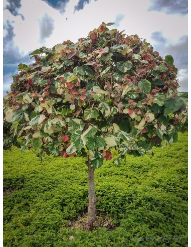 1 Variegated Majagua tree (Hibiscus tiliaceus variegata) Hibiscus green with white leaves