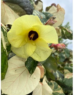 1 Majagua green tree...