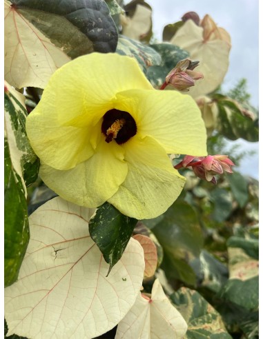 1 Majagua green tree (Hibiscus tiliaceus) Tree with heart-shaped leaves and colorful flowers - Mahagua