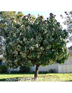 1 Majagua green tree... 2