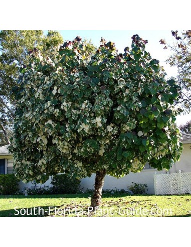 1 Majagua green tree (Hibiscus tiliaceus) Tree...