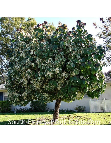 1 Majagua green tree (Hibiscus tiliaceus) Tree with heart-shaped leaves and colorful flowers - Mahagua