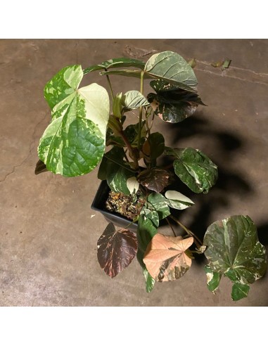 1 Majagua green tree (Hibiscus tiliaceus) Tree...