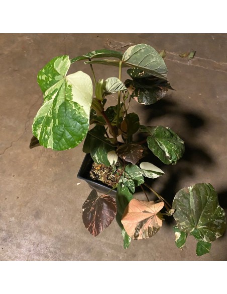 1 Majagua green tree (Hibiscus tiliaceus) Tree with heart-shaped leaves and colorful flowers - Mahagua