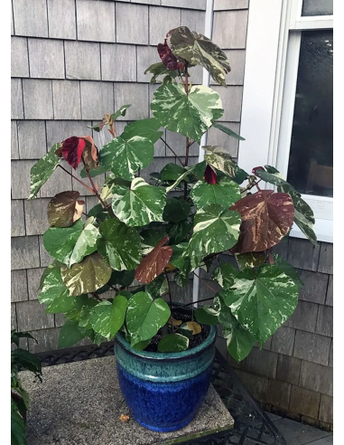 1 Majagua green tree (Hibiscus tiliaceus) Tree...