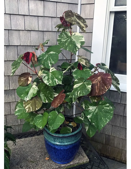 1 Majagua green tree (Hibiscus tiliaceus) Tree with heart-shaped leaves and colorful flowers - Mahagua