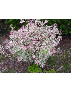 1 Arbolito Nevado en Paris...