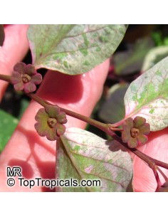 1 Tree Snowy in Paris... 2
