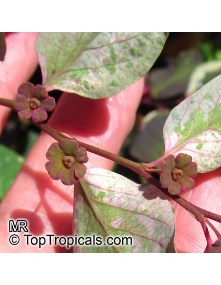 1 Tree Snowy in Paris (Breynia disticha) Ornamental plant with variegated leaves Veracruz Suppliers