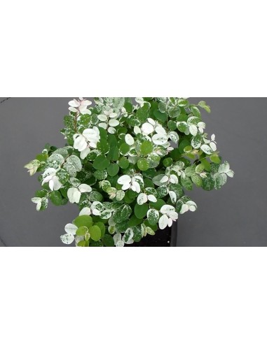 1 Tree Snowy in Paris (Breynia disticha)...