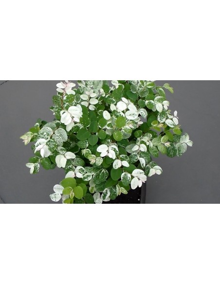 1 Tree Snowy in Paris (Breynia disticha) Ornamental plant with variegated leaves Veracruz Suppliers