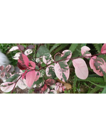 1 Tree Snowy in Paris (Breynia disticha) Ornamental plant with variegated leaves Veracruz Suppliers