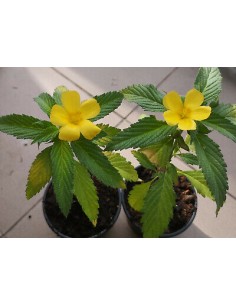 1 Planta de Damiana...