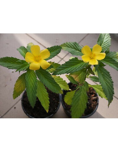 1 Damiana plant (Turnera diffusa) yellow flowers and medicinal - Deer grass, royal Mexican tea