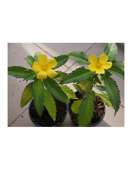 1 Planta de Damiana (Turnera diffusa) flores amarilla y medicinales - Hierba del venado, té Mexicano real