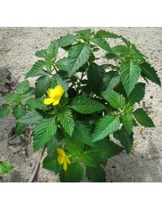 1 Planta de Damiana... 2