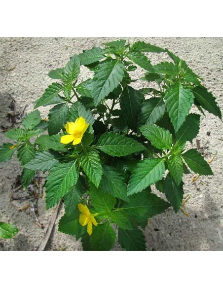 1 Planta de Damiana (Turnera diffusa) flores amarilla y medicinales - Hierba del venado, té Mexicano real