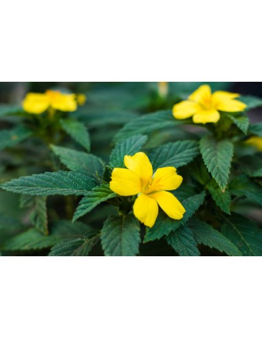 1 Damiana plant (Turnera diffusa) yellow...