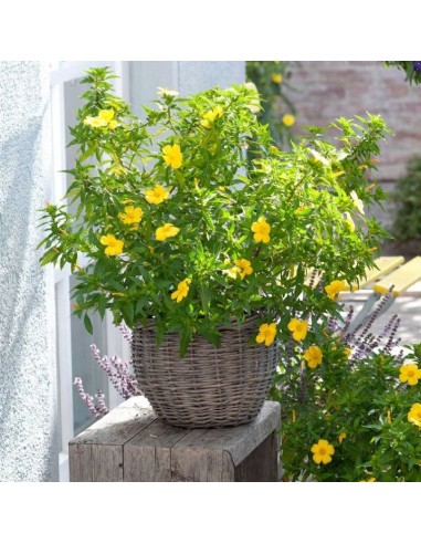 1 Damiana plant (Turnera diffusa) yellow...