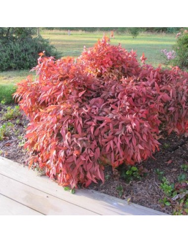 1 Arbolito de Nandina roja - (Nandina domestica) Arbusto ornamental con hojas color fuego - Venta de plantas on-line