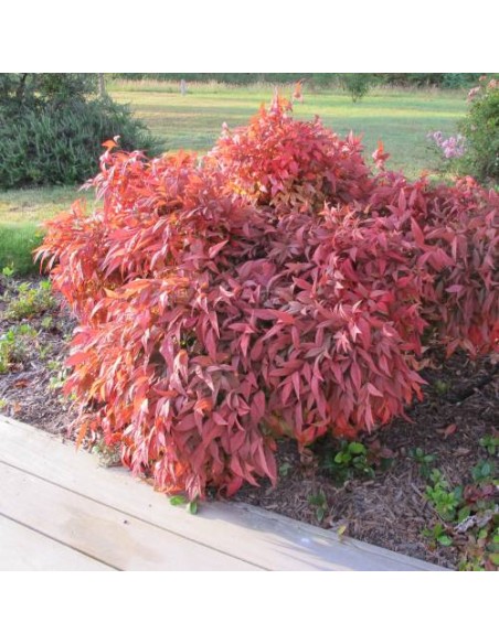 1 Nandina domestica (Nandina domestica) Ornamental shrub with flame-colored leaves - Plants for sale online