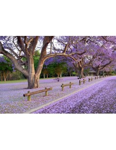 1 Arbol de Jacaranda (Jacaranda mimosifolia) o Tarco - Arbol de flores moradas increible, Vivero en linea Mexicano