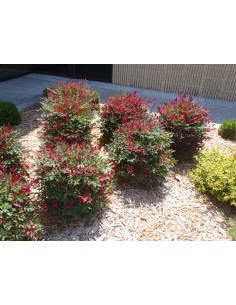 1 Nandina domestica... 2