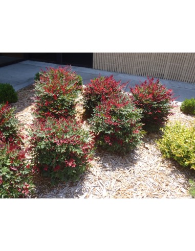 1 Nandina domestica (Nandina domestica)...