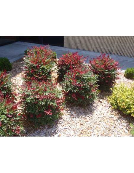 1 Arbolito de Nandina roja - (Nandina domestica) Arbusto ornamental con hojas color fuego - Venta de plantas on-line