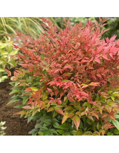 1 Arbolito de Nandina roja - (Nandina...