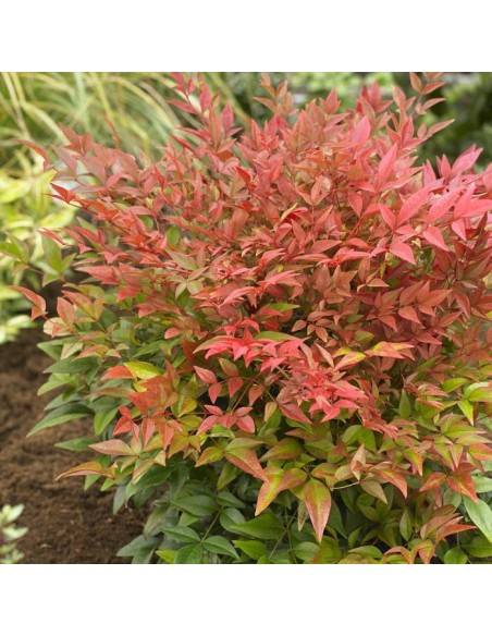 1 Arbolito de Nandina roja - (Nandina domestica) Arbusto ornamental con hojas color fuego - Venta de plantas on-line