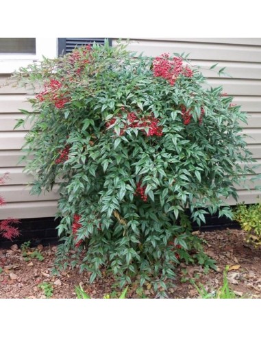 1 Arbolito de Nandina roja - (Nandina...