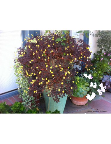 1 Plant Oxalis spiralis red with yellow flower of good luck (Clover lovers) Naturals