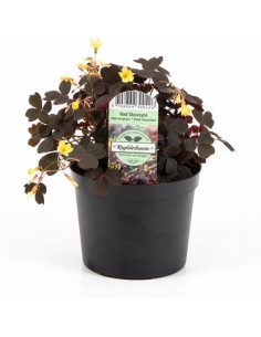 1 Planta Oxalis spiralis... 2
