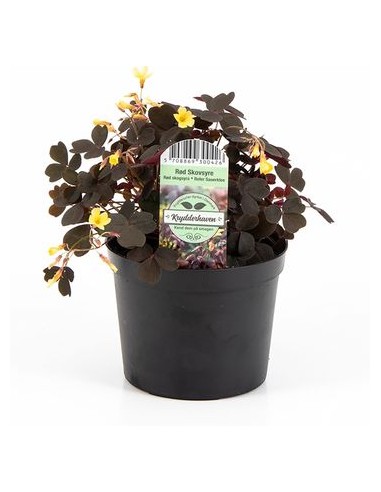 1 Planta Oxalis spiralis rojo con flor amarilla...